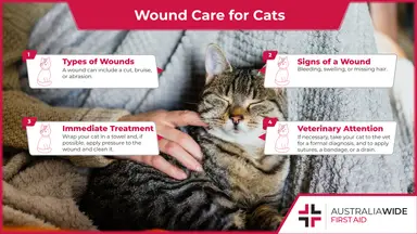 Wound Care for Cats